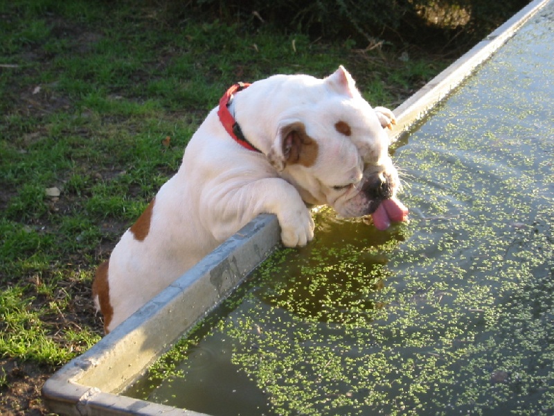 Publication : de la Brume des Ambres Auteur : Sandrine Dupire Lanoue