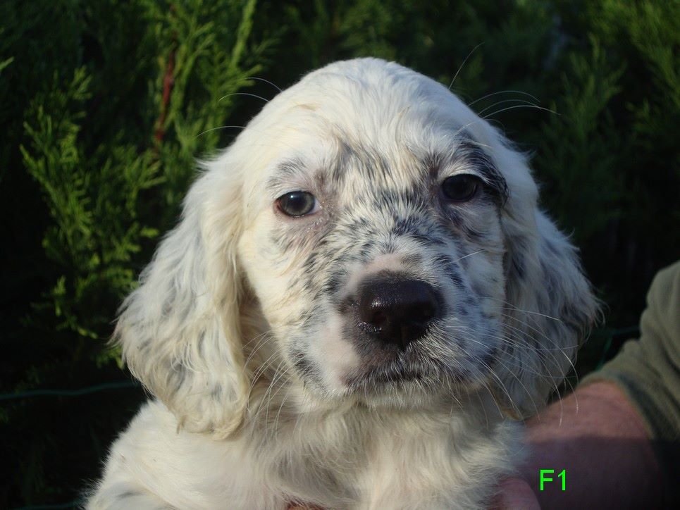 POLA DU REVE D'ALICE