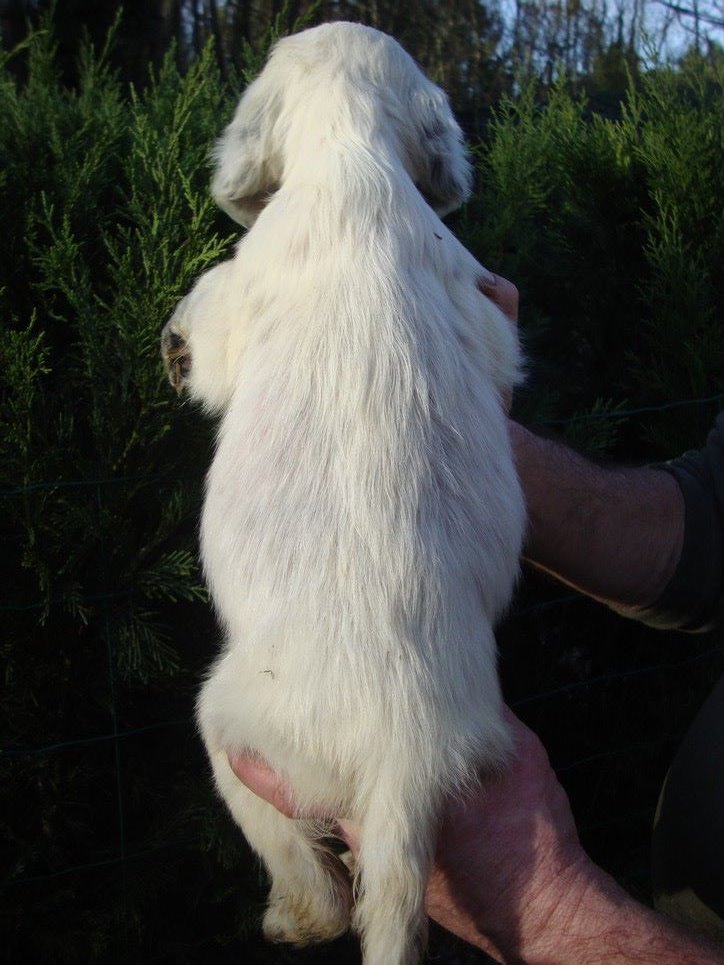 PLUME DU REVE D'ALICE