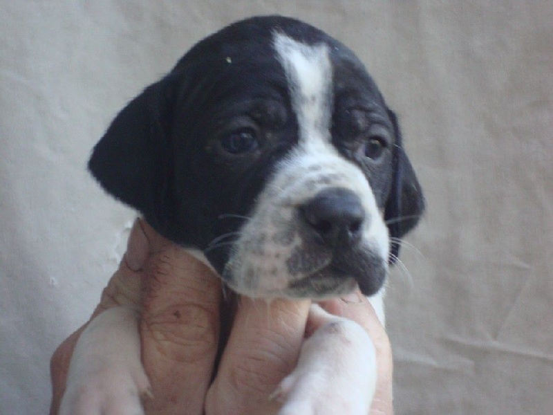 LOULA DU REVE D'ALICE