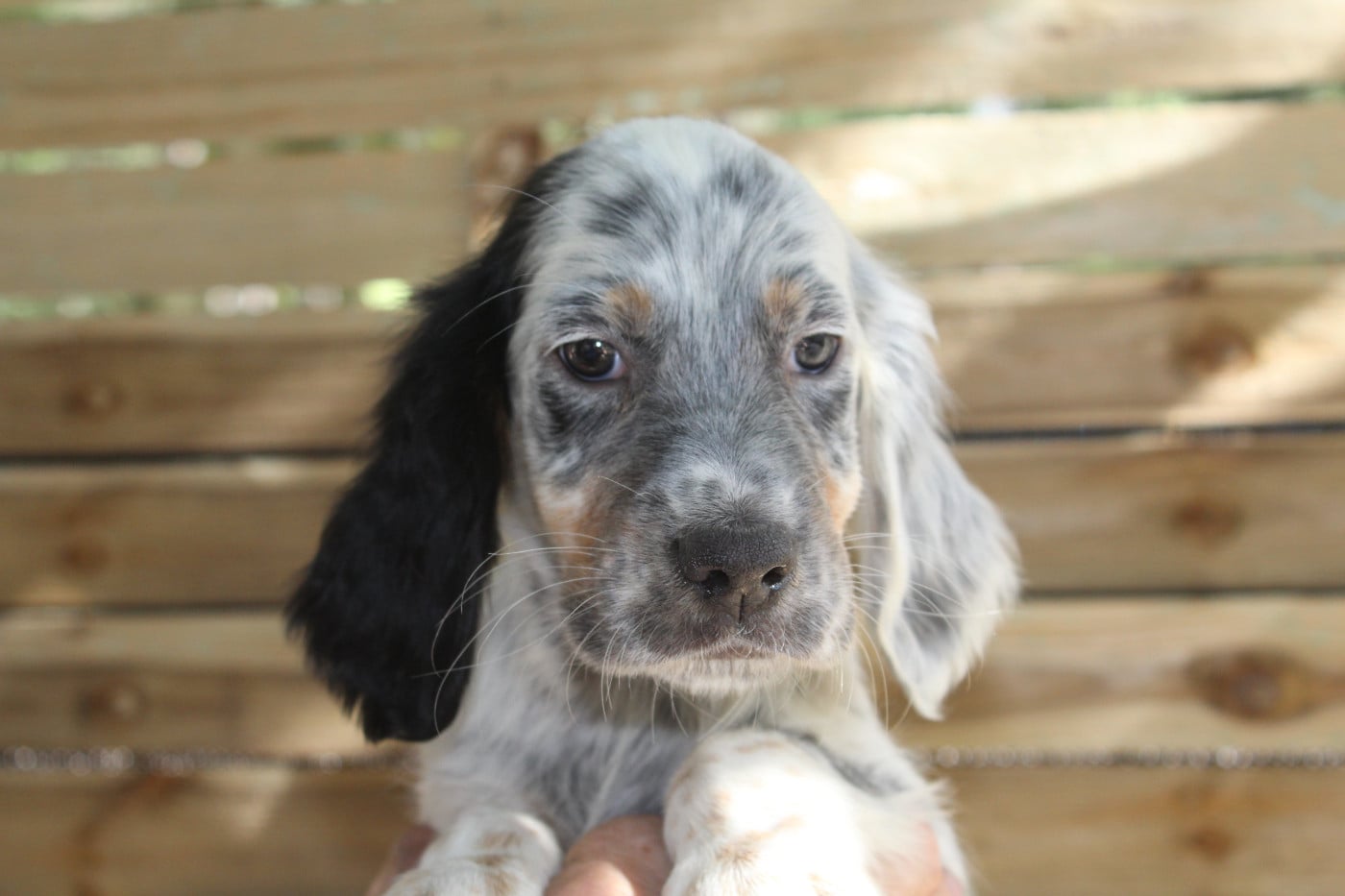 Chiot N°1