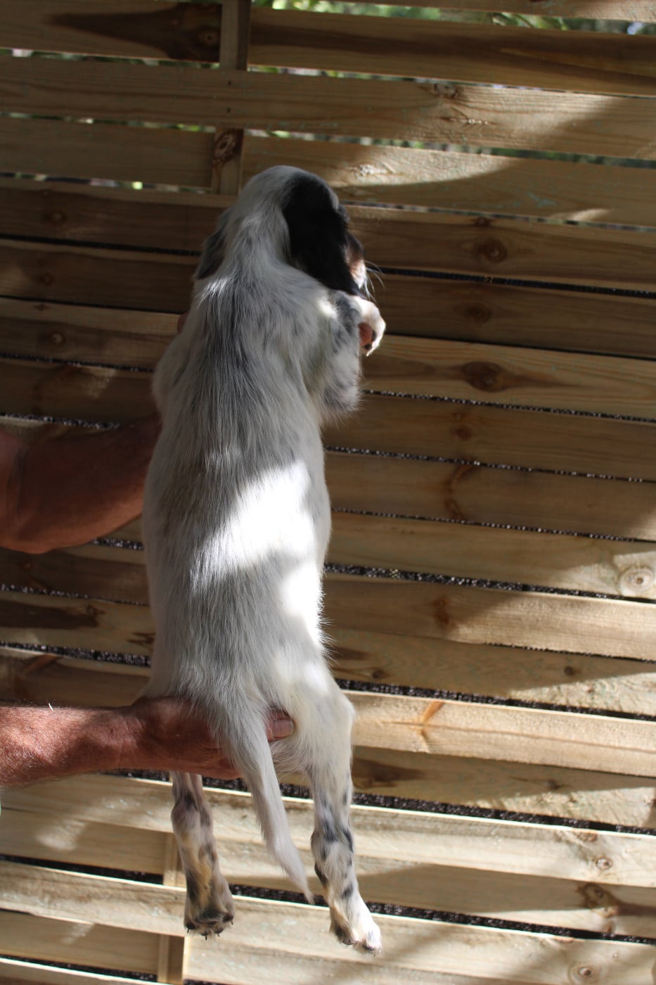 Chiot N°1
