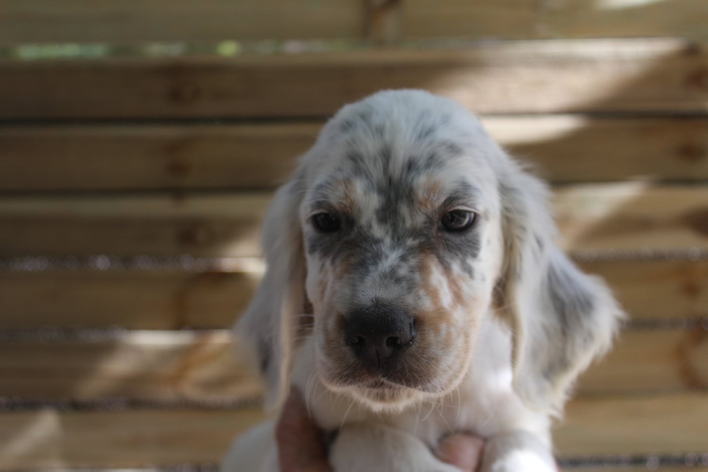 Chiot N°2