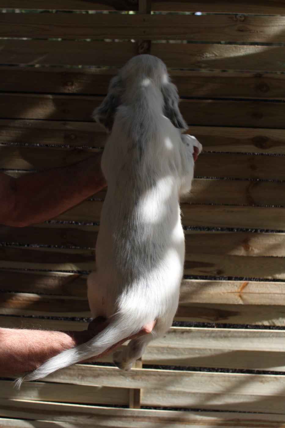 Chiot N°2
