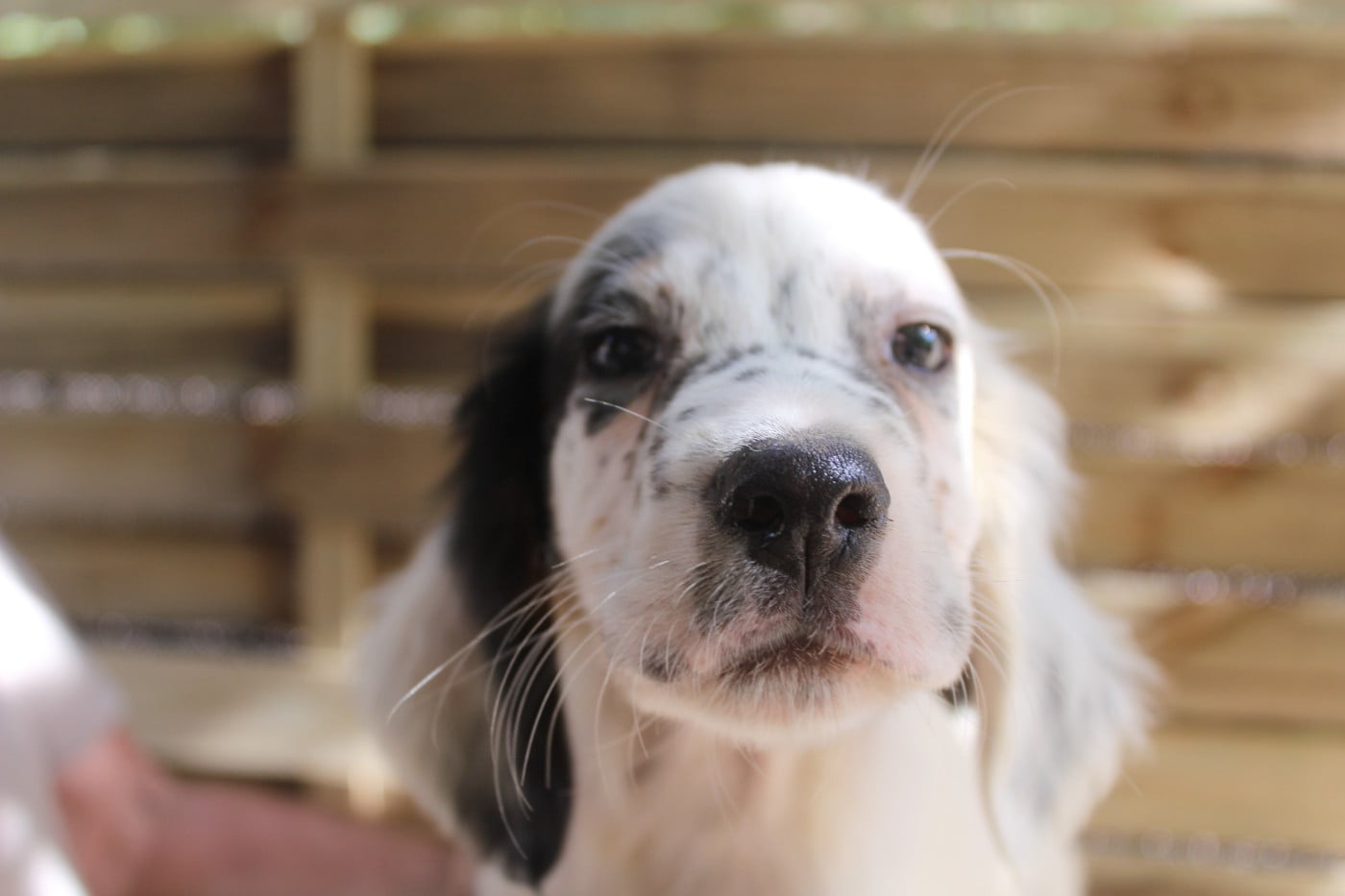 Chiot N°3