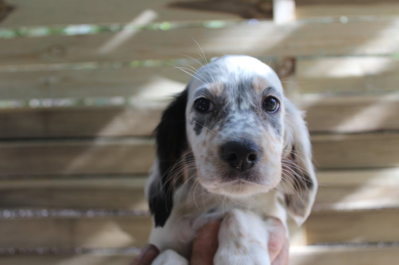 Chiot N°4