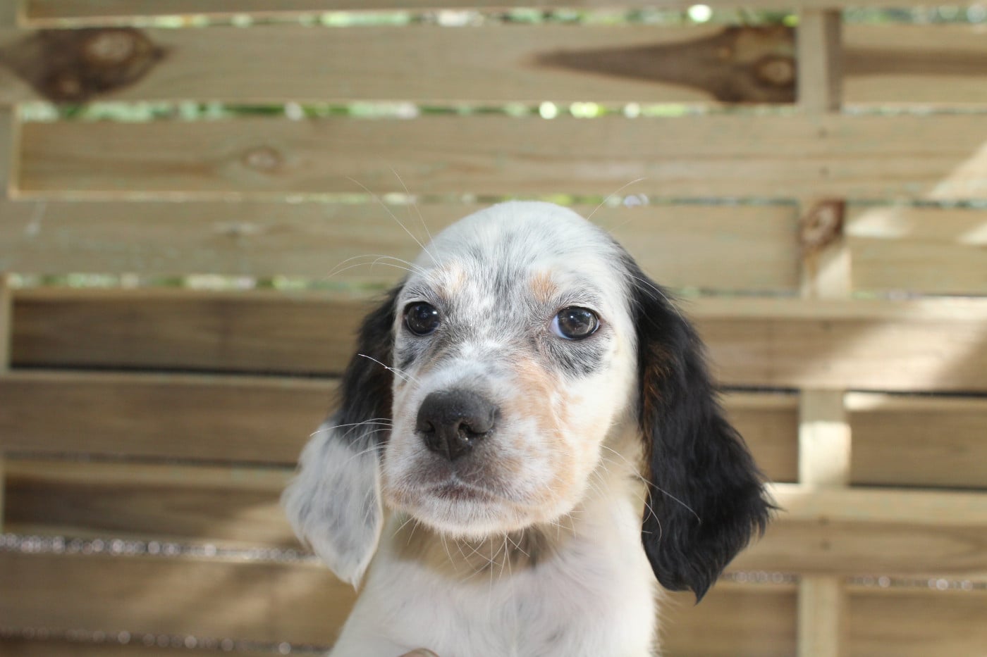 Chiot N°5