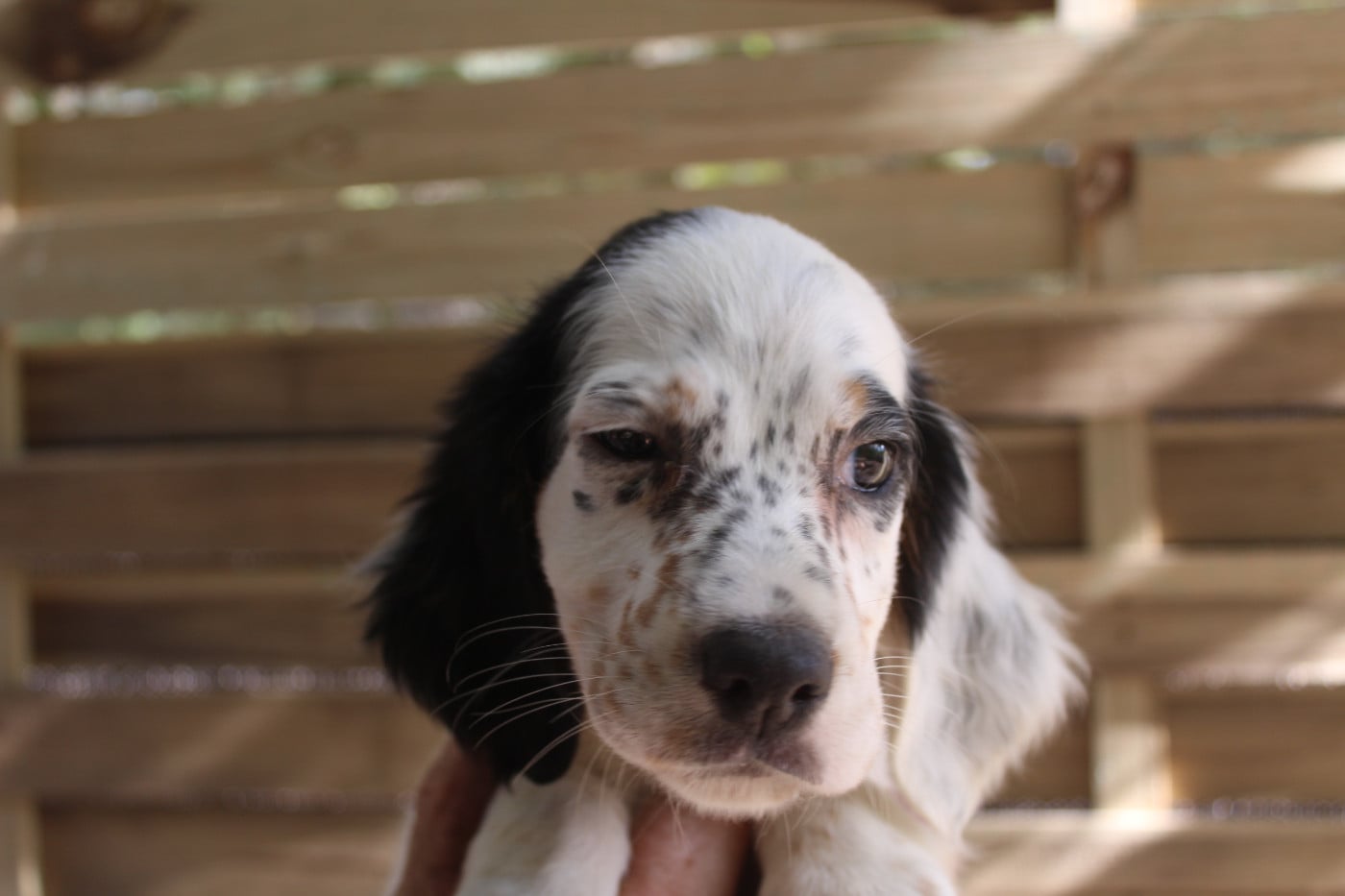 Chiot N°6