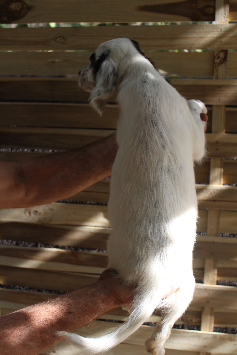 Chiot N°6