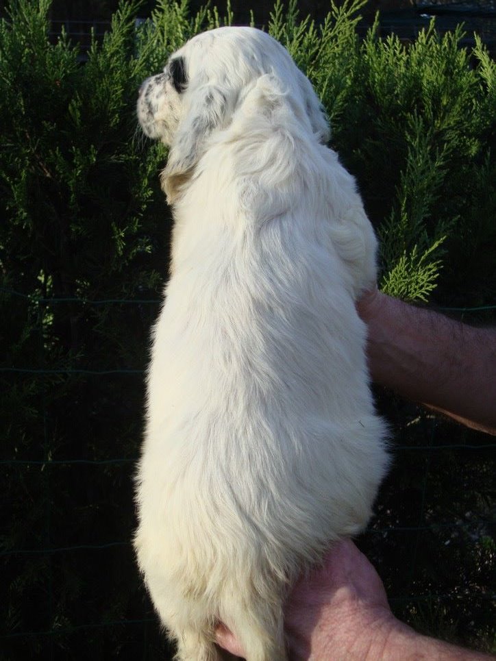 POLA DU REVE D'ALICE