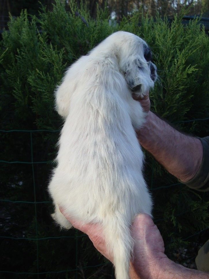 PLUME DU REVE D'ALICE