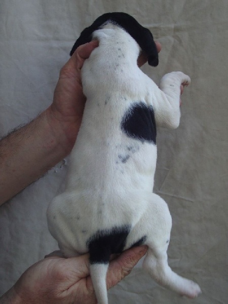 LIRON DU REVE D'ALICE