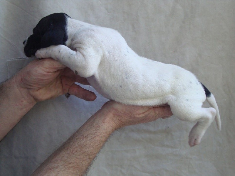 LIRON DU REVE D'ALICE