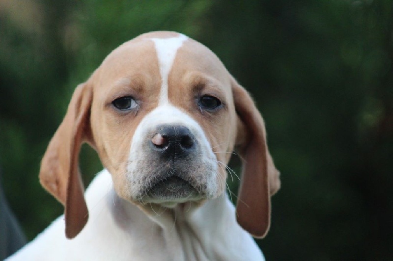 LUXE DU REVE D'ALICE