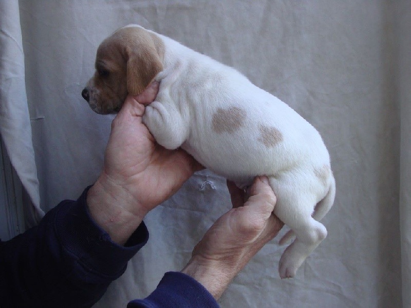 LUXE DU REVE D'ALICE