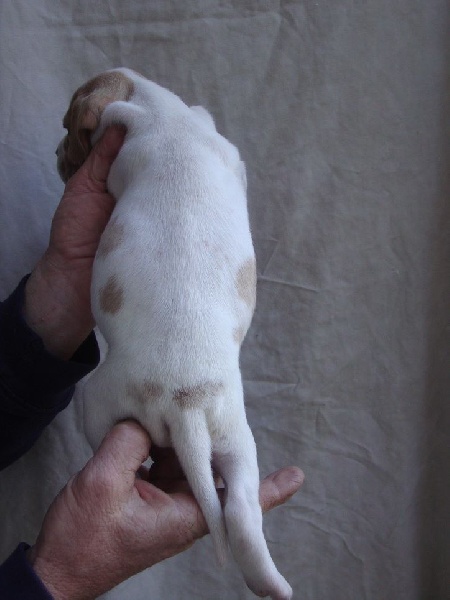 LUXE DU REVE D'ALICE