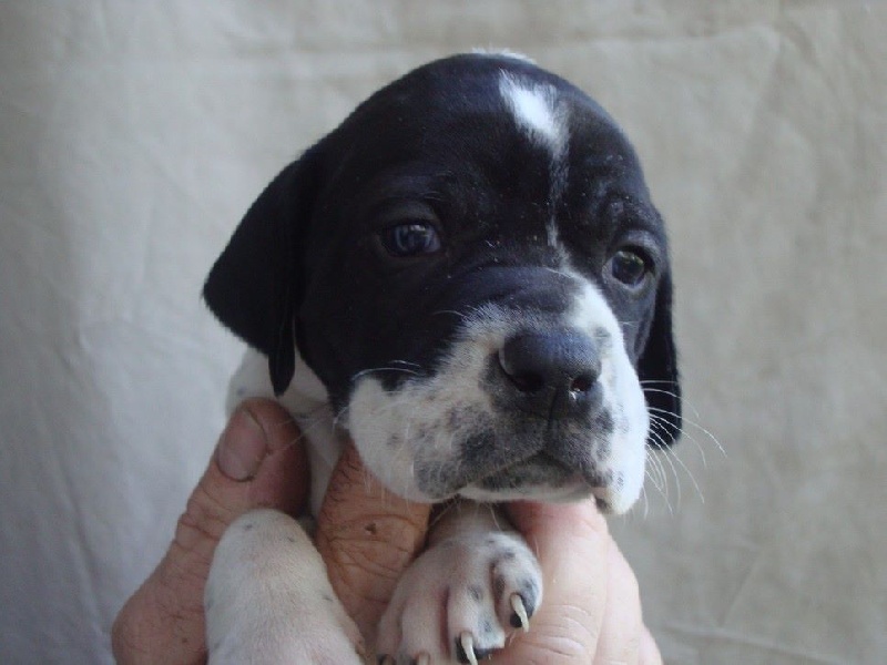 LILOU DU REVE D'ALICE