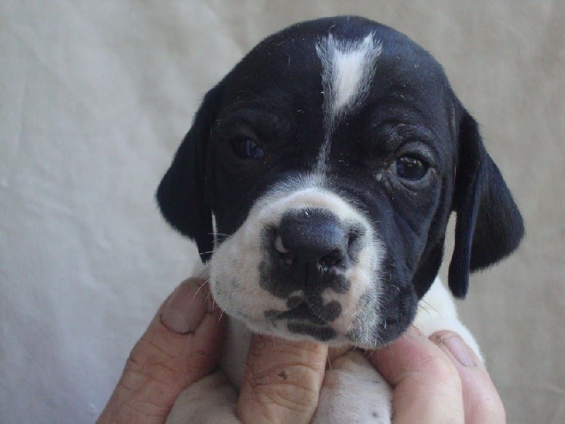 LIRON DU REVE D'ALICE