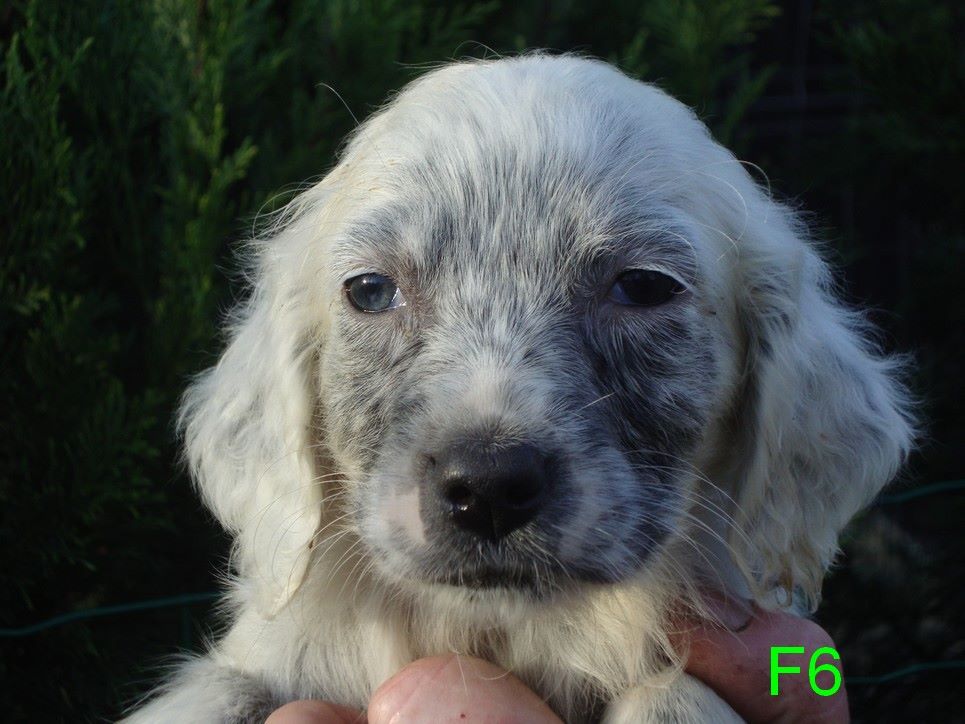 PUCE DU REVE D'ALICE