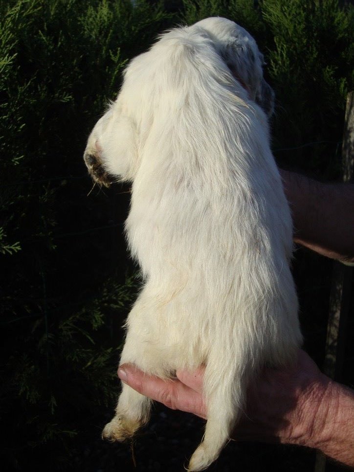 P'KIRA DU REVE D'ALICE