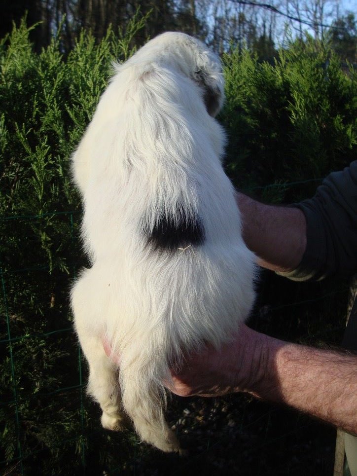 PURDEY DU REVE D'ALICE