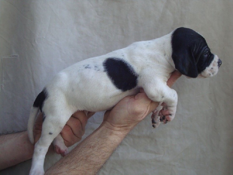 LIRON DU REVE D'ALICE