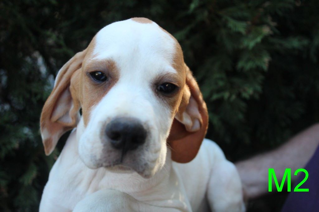 Chiot Pointer, femelle disponible en NouvelleAquitaine