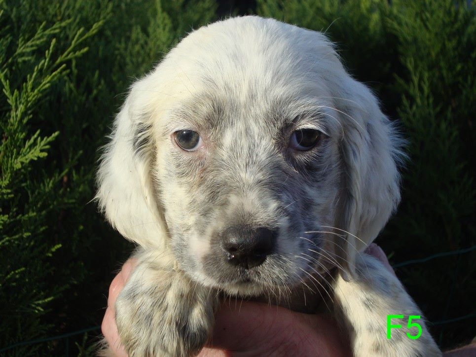 PLUME DU REVE D'ALICE