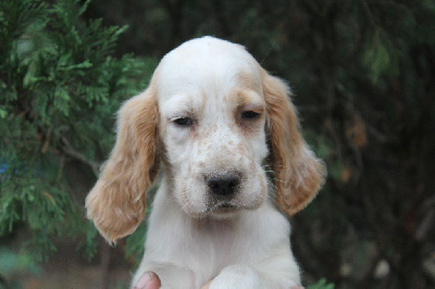 Les chiots de Setter Anglais