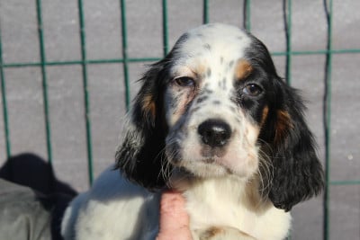 Les chiots de Setter Anglais