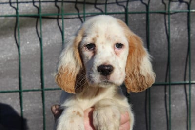 Les chiots de Setter Anglais