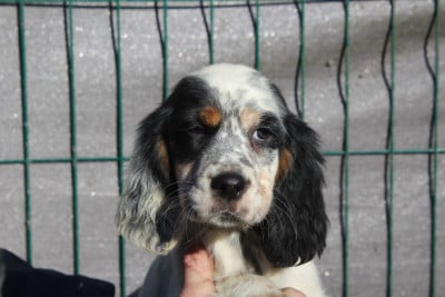 Les chiots de Setter Anglais