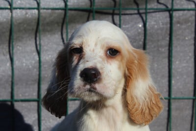 Les chiots de Setter Anglais