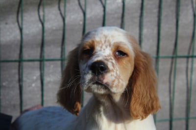 Les chiots de Setter Anglais