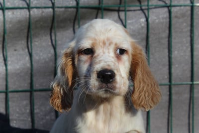 Les chiots de Setter Anglais