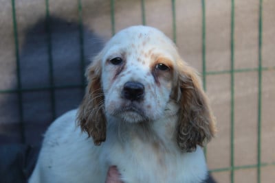 Les chiots de Setter Anglais