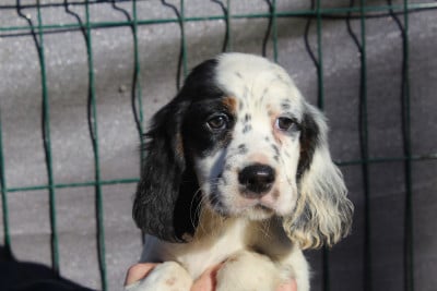 Les chiots de Setter Anglais