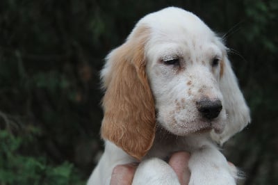 Les chiots de Setter Anglais