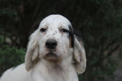 Les chiots de Setter Anglais