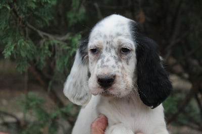 Les chiots de Setter Anglais