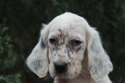 Les chiots de Setter Anglais