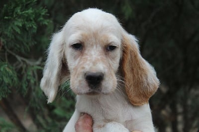 Les chiots de Setter Anglais