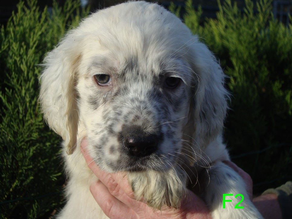 PURDEY DU REVE D'ALICE