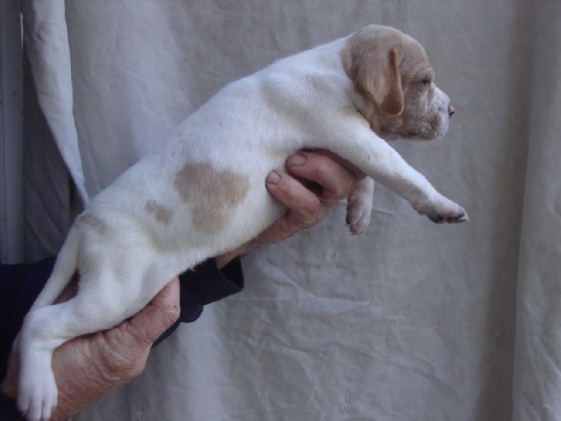 LUXE DU REVE D'ALICE