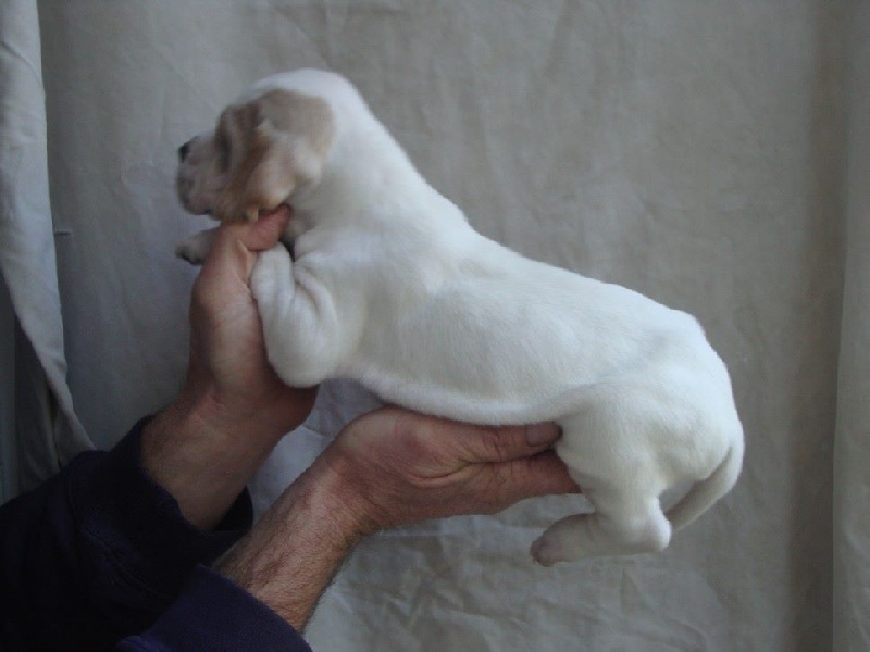 LORI DU REVE D'ALICE