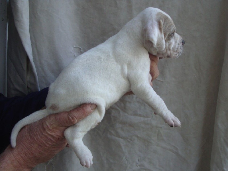 LORI DU REVE D'ALICE