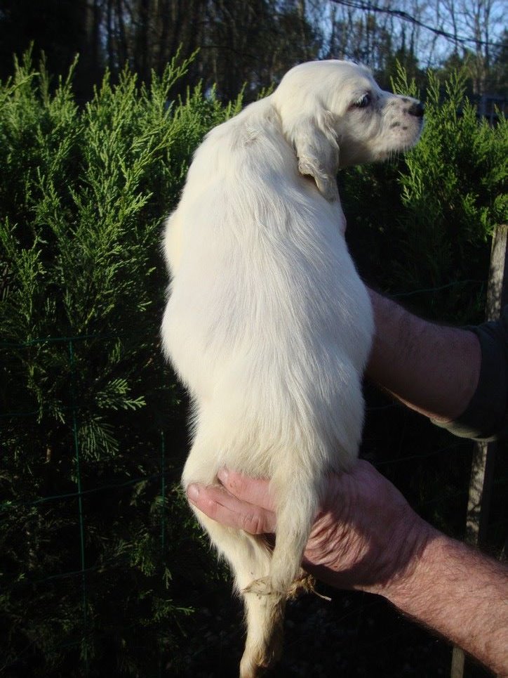 POUSHKA DU REVE D'ALICE