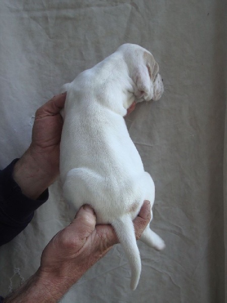 LORI DU REVE D'ALICE