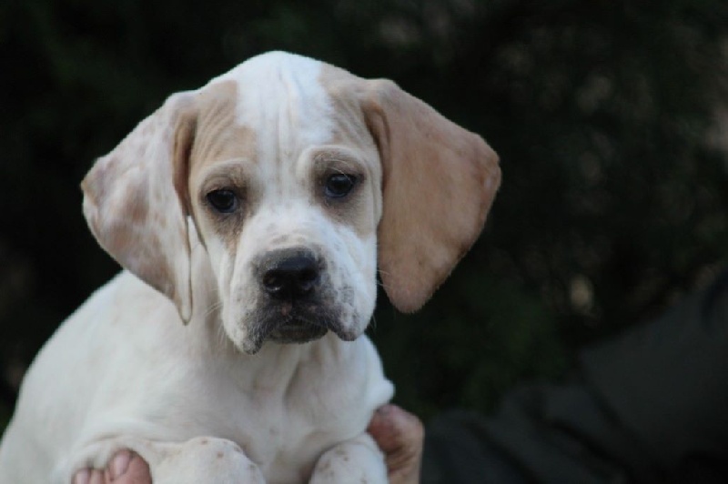 LORI DU REVE D'ALICE