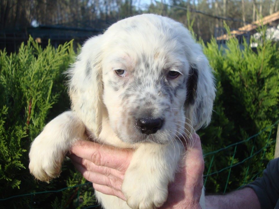 PATXI DU REVE D'ALICE